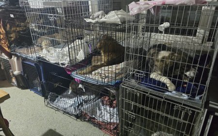 Zeci de câini sterilizați și primele adopții la adăpostul public Reșița
