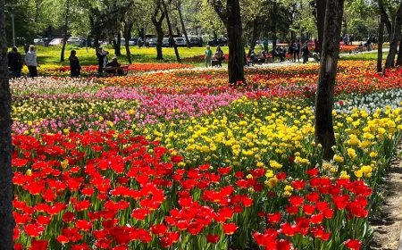 120.000 DE BULBI DE LALELE PLANTAȚI LA TIMIȘOARA PENTRU PRIMĂVARA VIITOARE