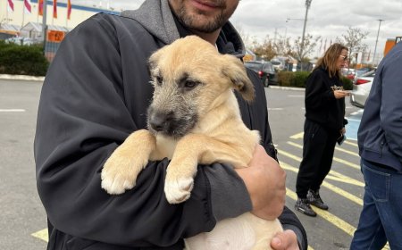 ÎNDUIOȘĂTOR! 10 PUIUȚI DE CÂINI, ADOPTAȚI