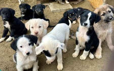 Donațiile lunare pot salva animale abandonate și rănite