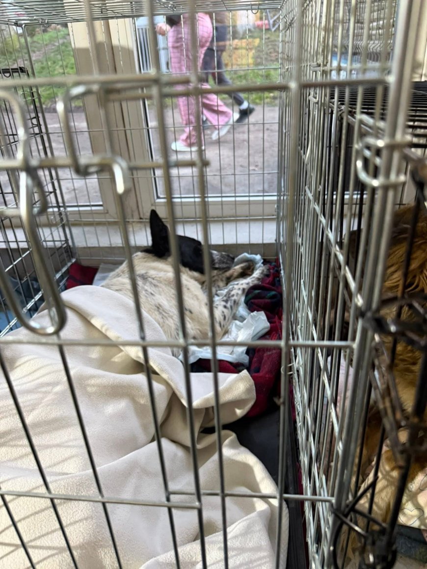 Zeci de câini sterilizați și primele adopții la adăpostul public Reșița