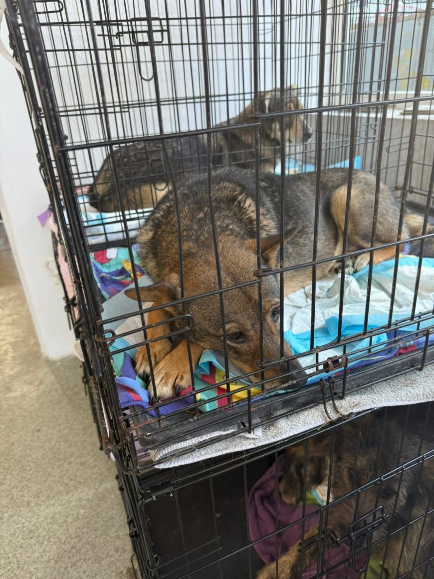 Zeci de câini sterilizați și primele adopții la adăpostul public Reșița