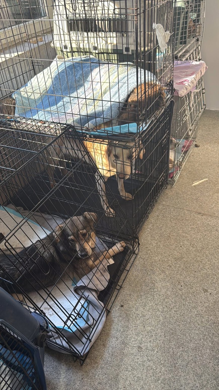 Zeci de câini sterilizați și primele adopții la adăpostul public Reșița