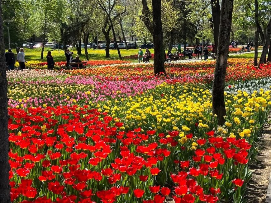 120.000 DE BULBI DE LALELE PLANTAȚI LA TIMIȘOARA PENTRU PRIMĂVARA VIITOARE