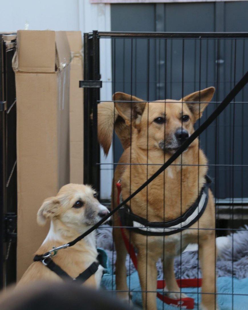 Animăluțe fără stăpân, o zi de bucurie și adopții la târgul de profil