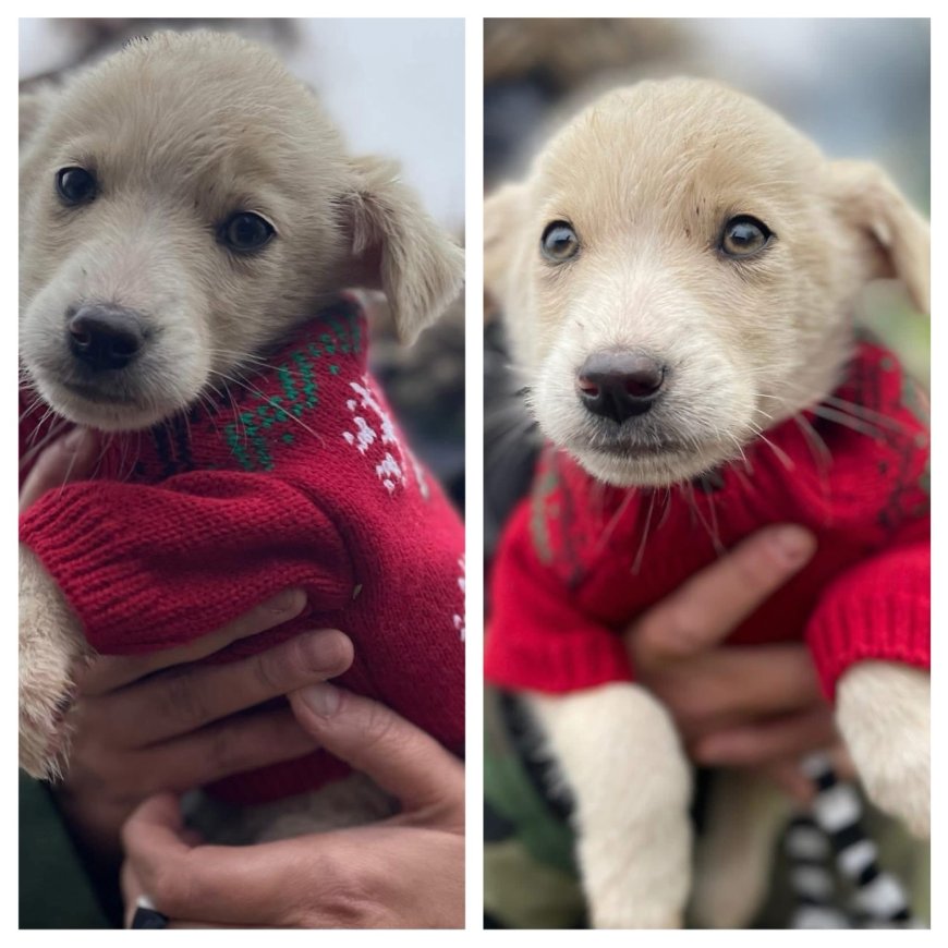 Cățelușul Bubu își caută căsuță