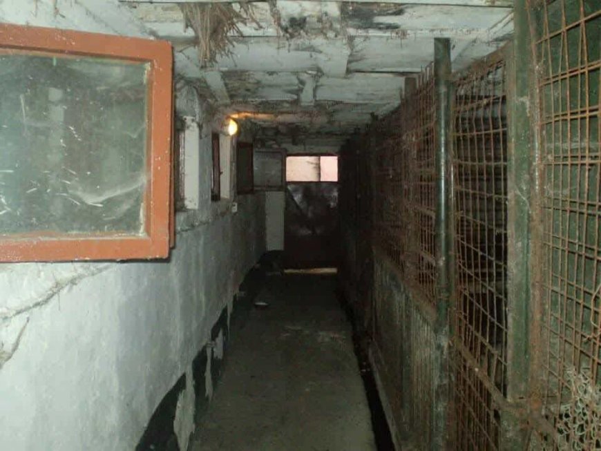 IUBITORII DE ANIMALE SCOT LA IVEALĂ ADEVĂRUL DIN PADOCUL REȘIȚA