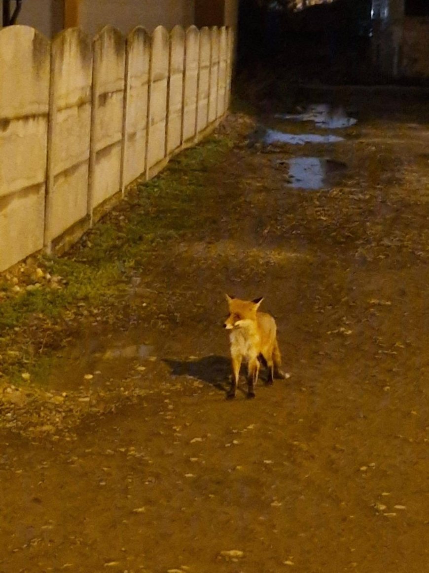O VULPE CUTREIERĂ PRIN TIMIȘOARA