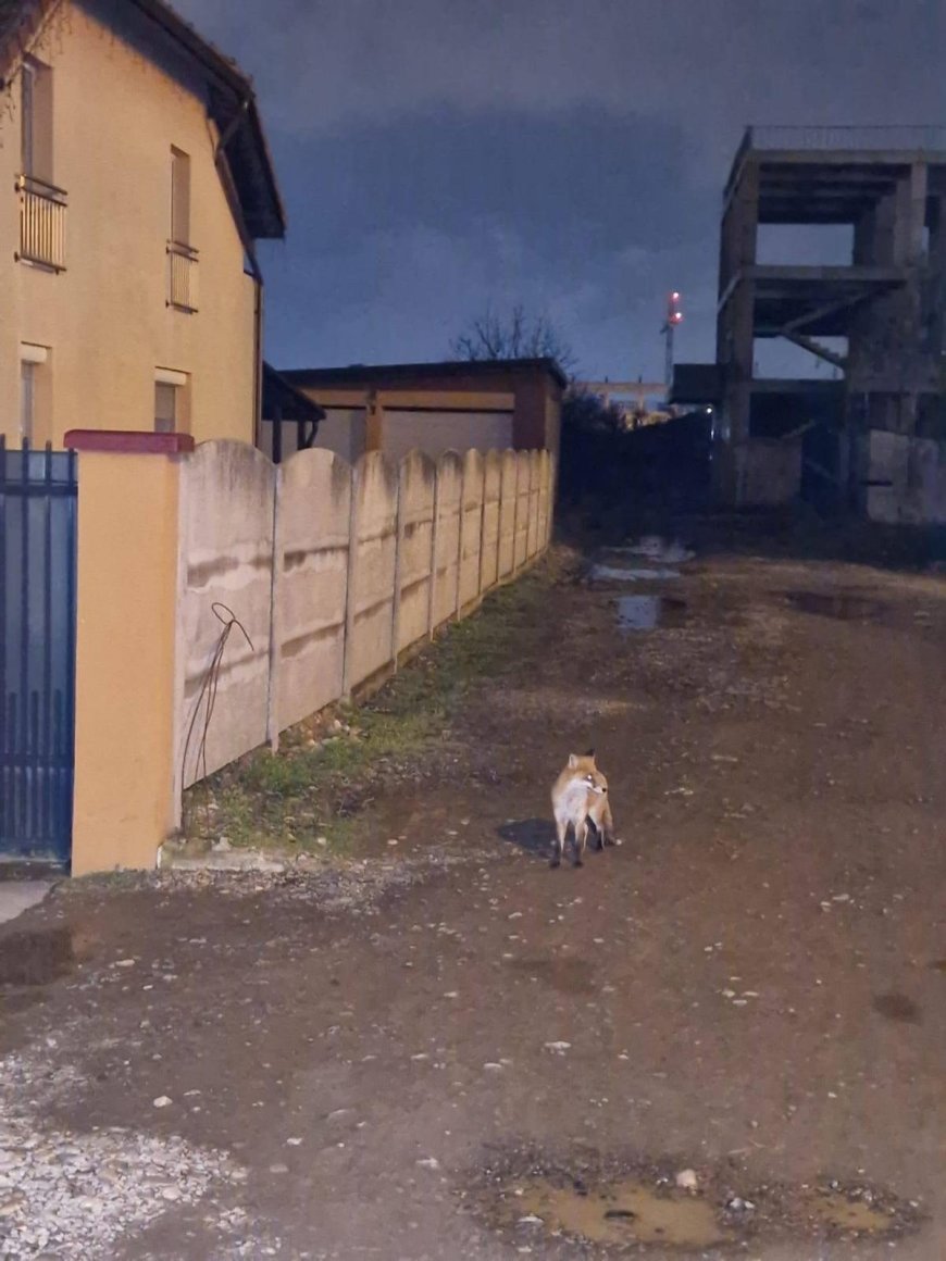 O VULPE CUTREIERĂ PRIN TIMIȘOARA