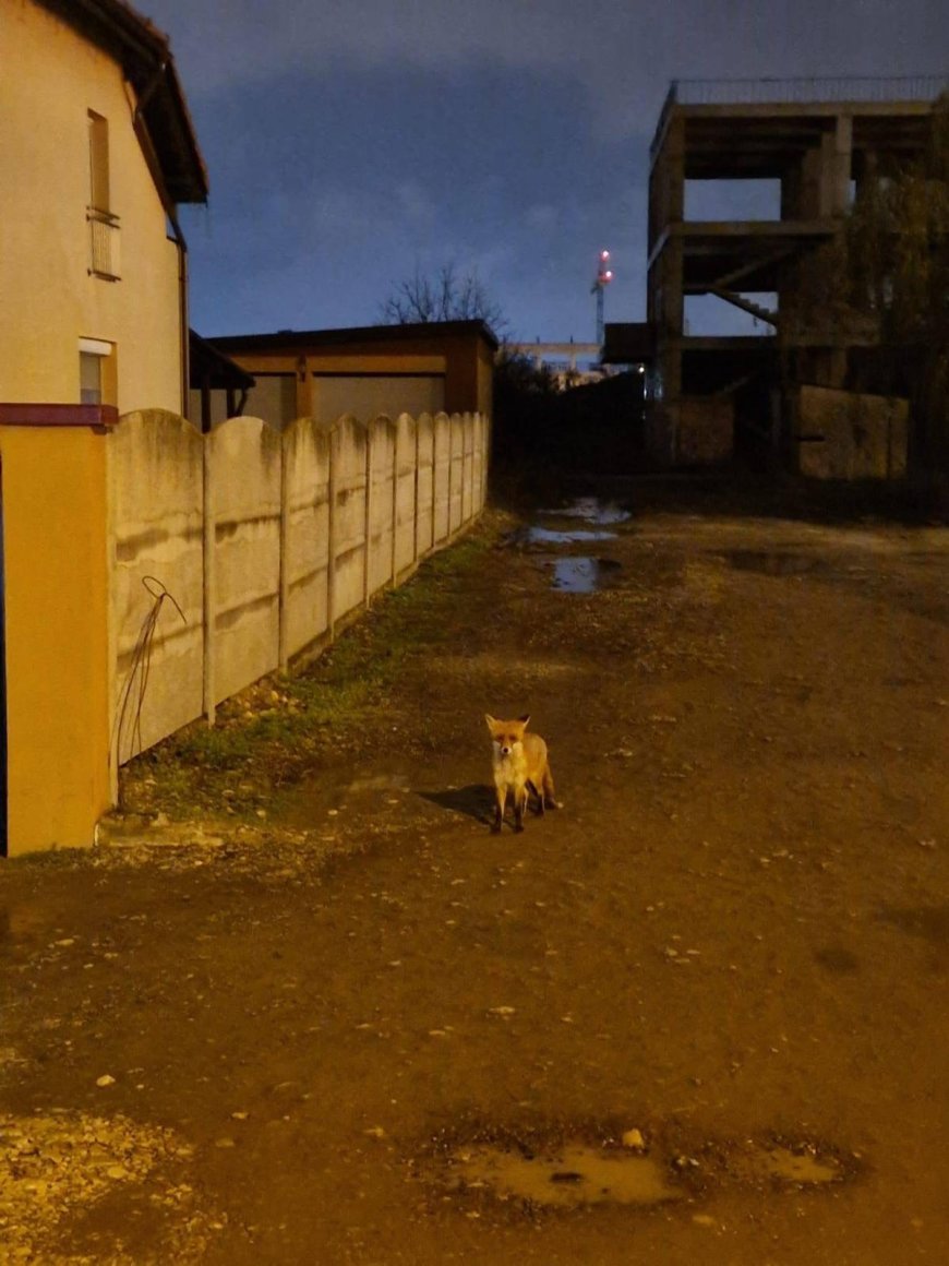 O VULPE CUTREIERĂ PRIN TIMIȘOARA