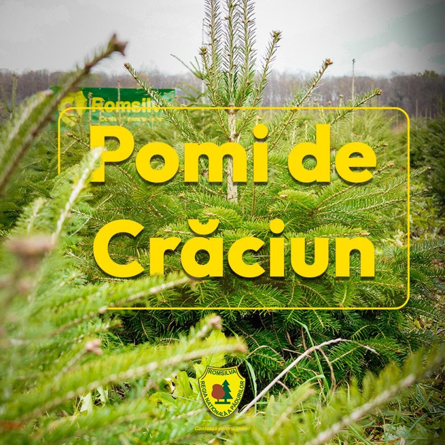 Romsilva scoate la vânzare peste 16.000 de pomi de Crăciun