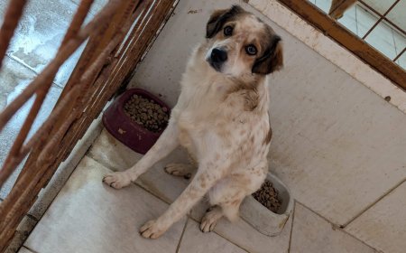 ELLA, CĂȚELUȘA TIMIDĂ CU OCHI CARE SPUN POVEȘTI, CAUTĂ O FAMILIE IUBITOARE