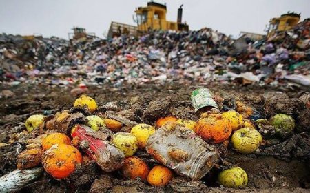 CUM POT TIMIȘORENII SĂ NU CADĂ ÎN CAPCANA RISIPEI ALIMENTARE DE CRĂCIUN