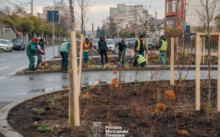 PRIMĂRIA TIMIȘOARA ÎNVERZEȘTE BULEVARDELE
