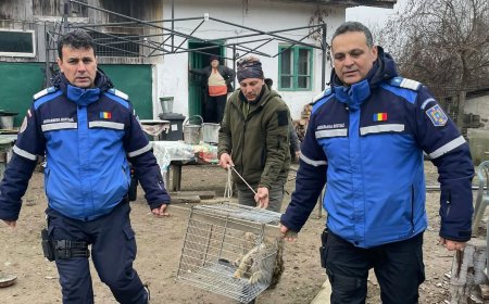 O pisică sălbatică a fost capturată la Tismana