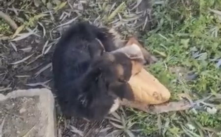VIDEO | Dăruiește speranță animalelor abandonate prin donații către Măriuța