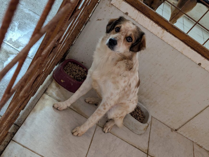 ELLA, CĂȚELUȘA TIMIDĂ CU OCHI CARE SPUN POVEȘTI, CAUTĂ O FAMILIE IUBITOARE