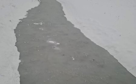 NINSORI ABUNDENTE ÎN BANAT: STRAT CONSISTENT DE ZĂPADĂ