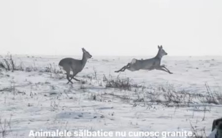 VIDEO | Polițiști din Jimbolia, față în față cu animale sălbatice