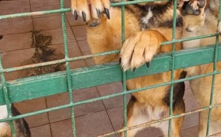 O ULTIMĂ ȘANSĂ DE A SIMȚI CĂLDURA UNUI CĂMIN