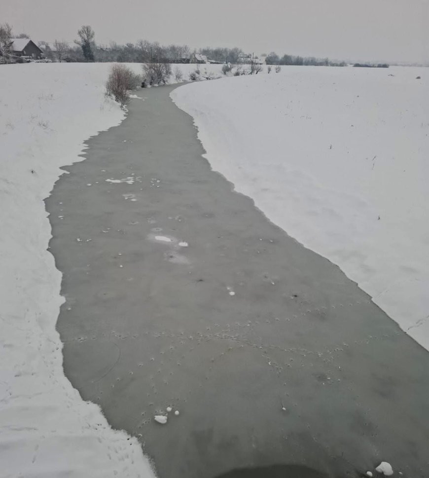 NINSORI ABUNDENTE ÎN BANAT: STRAT CONSISTENT DE ZĂPADĂ