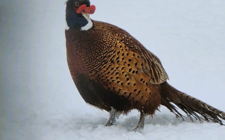 Fazani crescuți la Pișchia pentru repopularea pădurilor