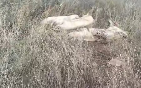 CAZ DE PESTĂ PORCINĂ AFRICANĂ CONFIRMAT LA MISTREȚI ÎN TIMIȘ