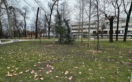 BENEFICIILE FRUNZELOR PENTRU SOL