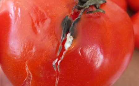 AMENZI COLOSALE DATE DE ANPC