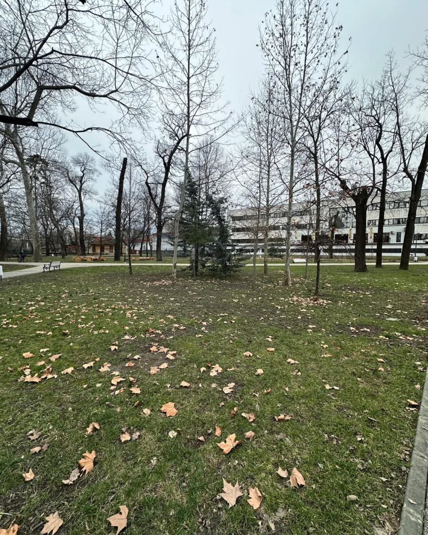 BENEFICIILE FRUNZELOR PENTRU SOL