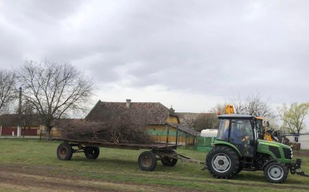 Primarul din Satchinez anunță colectarea crengilor