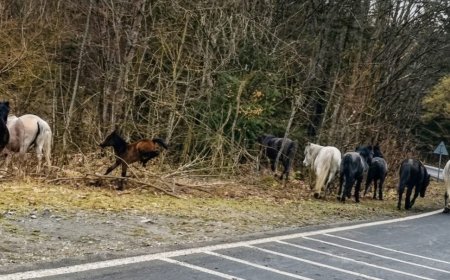 Cai sălbăticiți, din nou la marginea DN 57B, în Munții Aninei