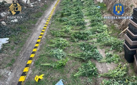 Cultură ilegală de canabis descoperită în Arad