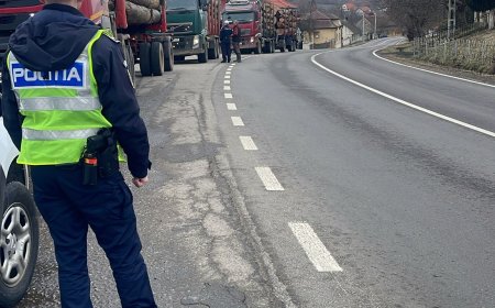 Captură masivă de lemn ilegal în Caraș-Severin