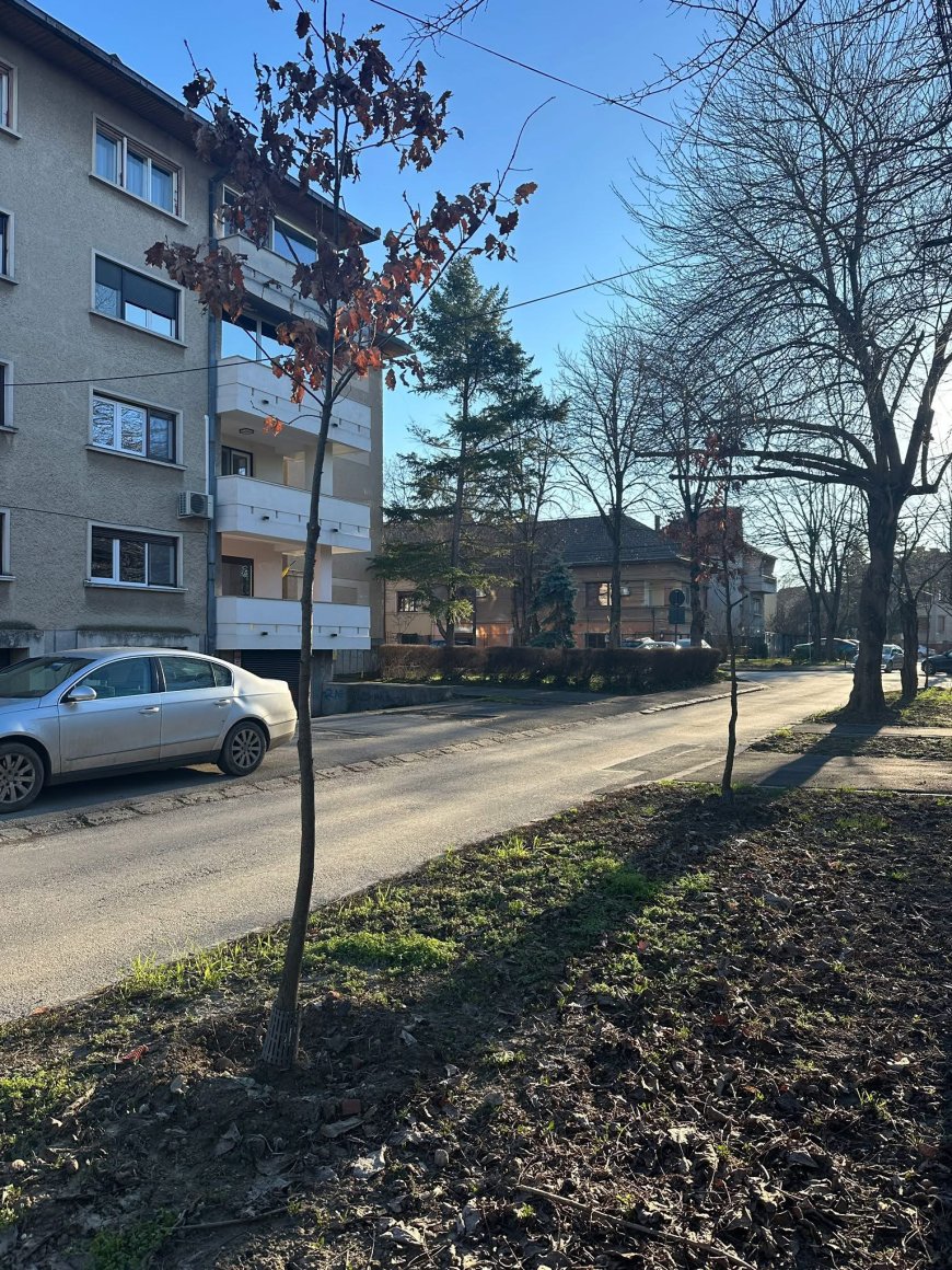 Plantări de primăvară în Timișoara