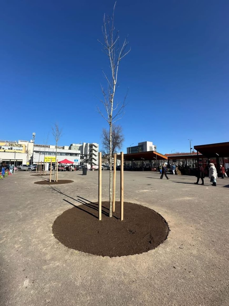 Plantări de primăvară în Timișoara