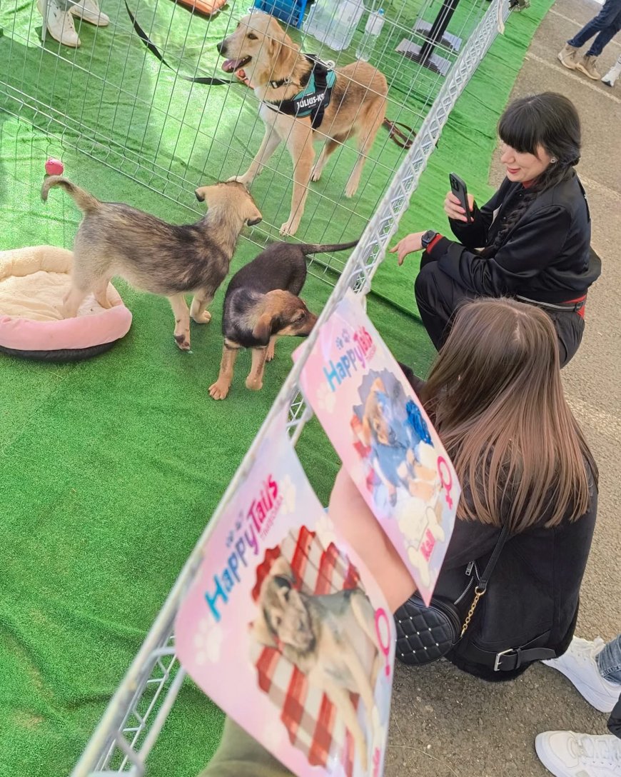 Cățeii de la "Happy Tails" își caută o familie