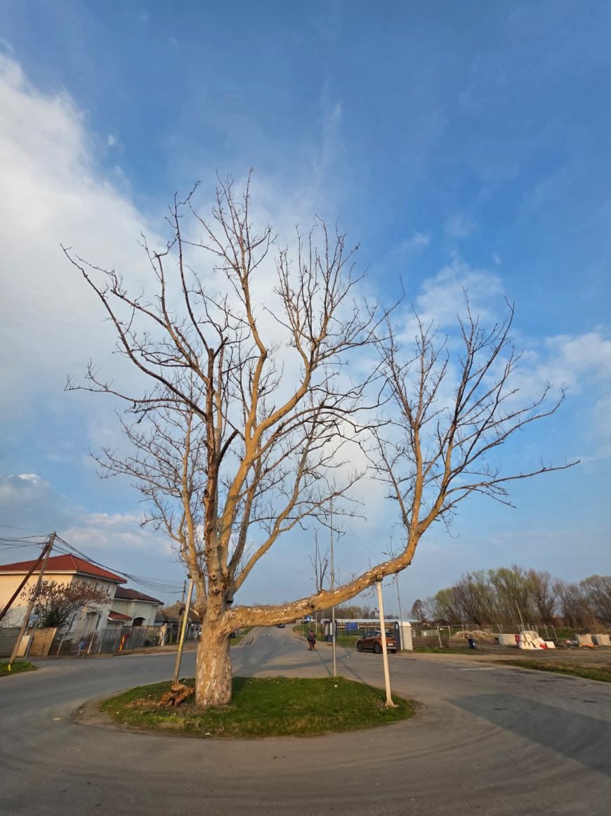 Un platan, simbol pentru Ghiroda, va fi îndepărtat