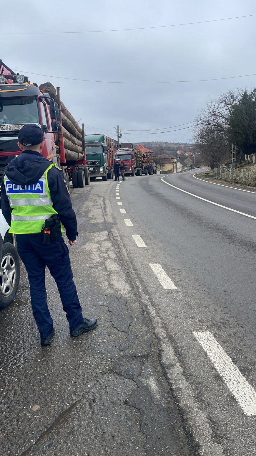 Captură masivă de lemn ilegal în Caraș-Severin
