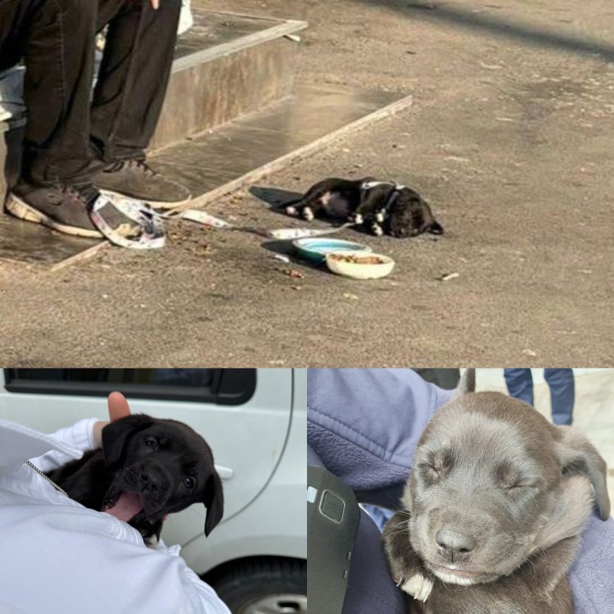 S-a folosit de un cățeluș ca să obțină mila oamenilor