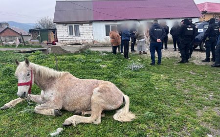 O cabalină a primit o a doua șansă la viață