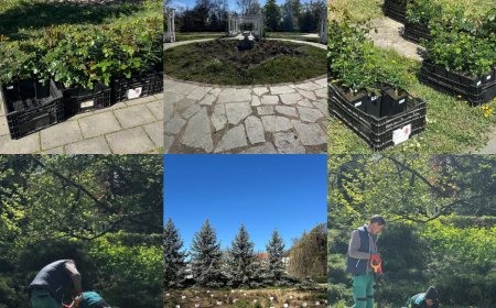 Mii de trandafiri plantați în Parcul Rozelor