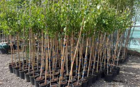 Horticultura Timișoara demarează regenerarea arborilor din Cimitirul Calea Șagului