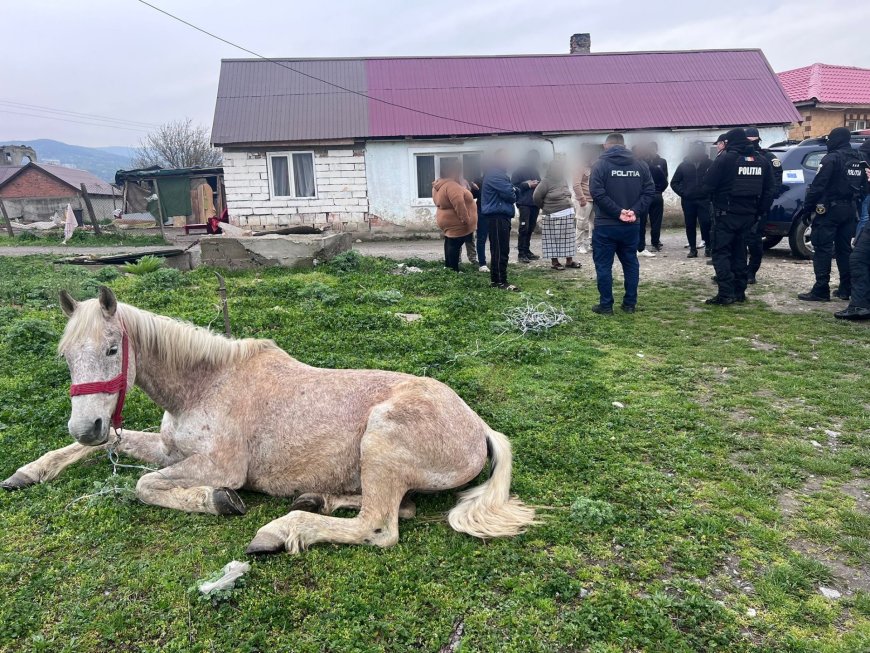 O cabalină a primit o a doua șansă la viață