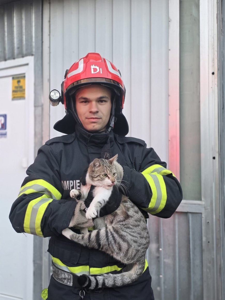 Pisică salvată de pompieri după ce a rămas blocată între două clădiri