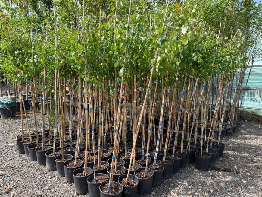 Horticultura Timișoara demarează regenerarea arborilor din Cimitirul Calea Șagului