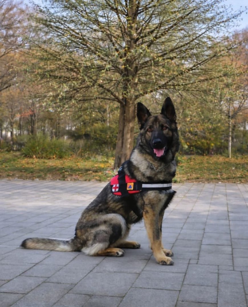 Max – un an de antrenamente și loialitate la ISU Hunedoara