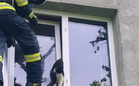 Pisică salvată de pompierii hunedoreni