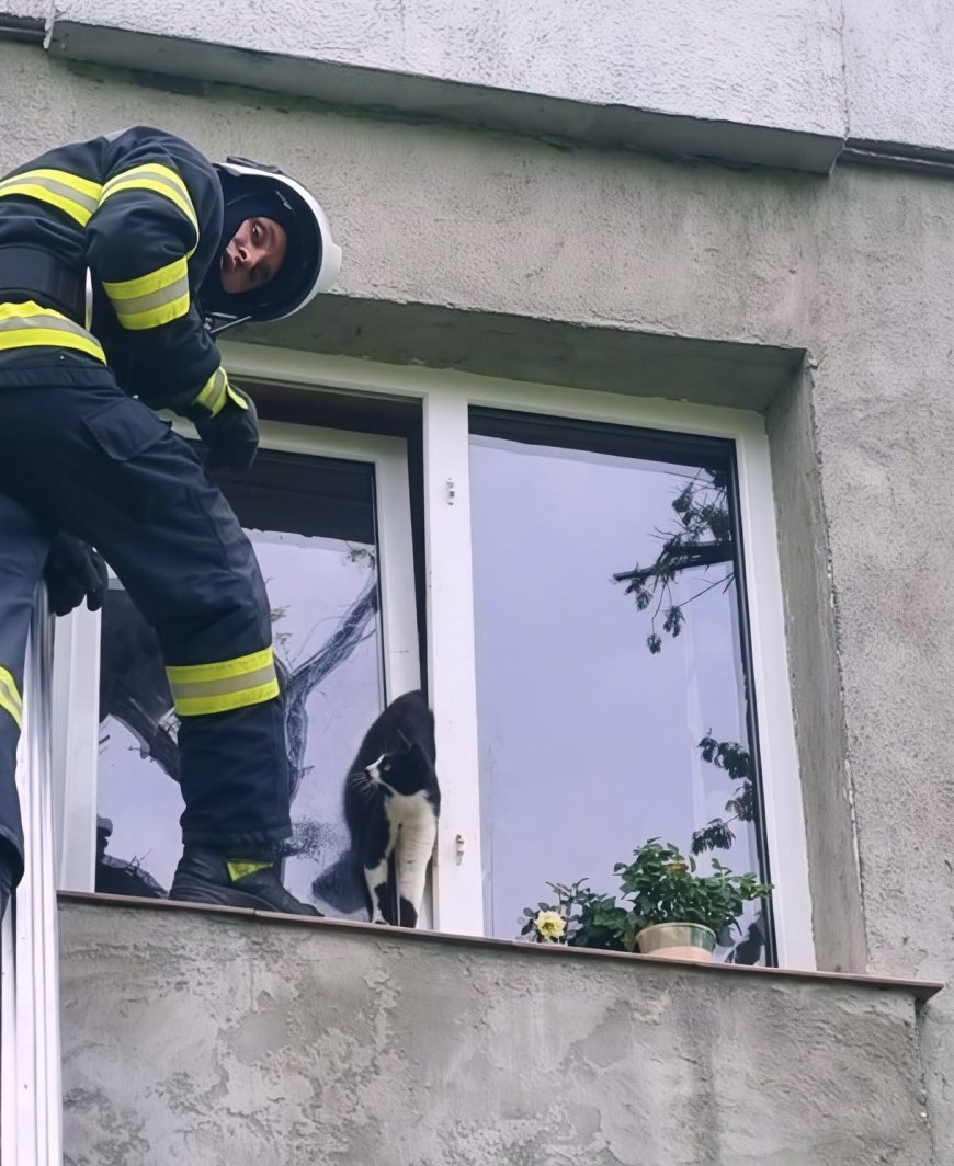 Pisică salvată de pompierii hunedoreni