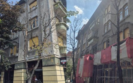 Defrișari în centrul Timișoarei